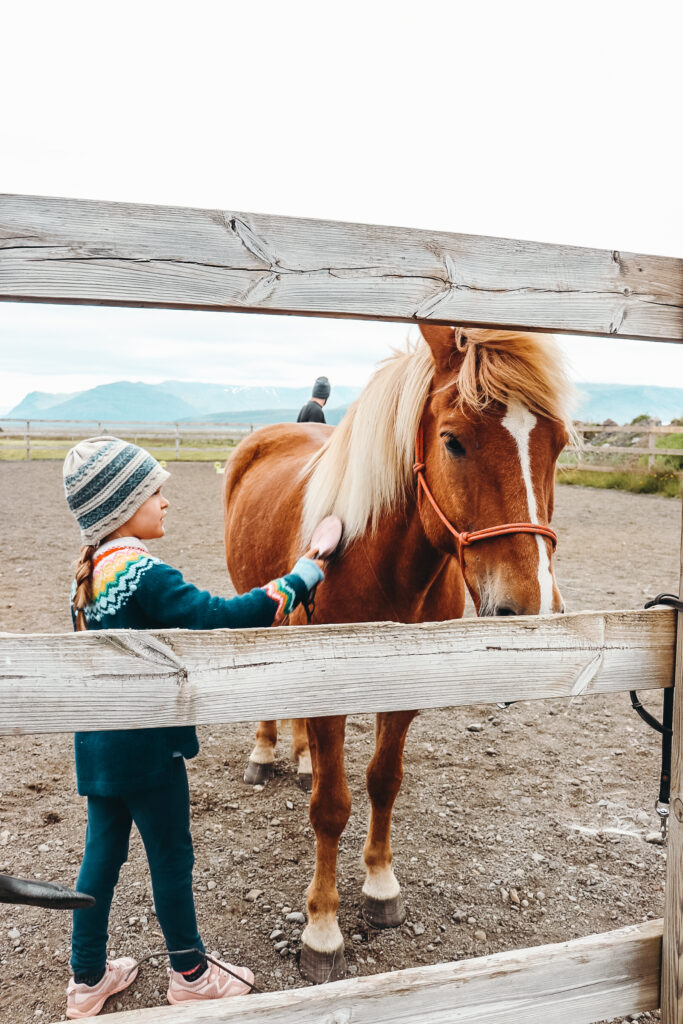 A young girl brushes an Icelandic horse