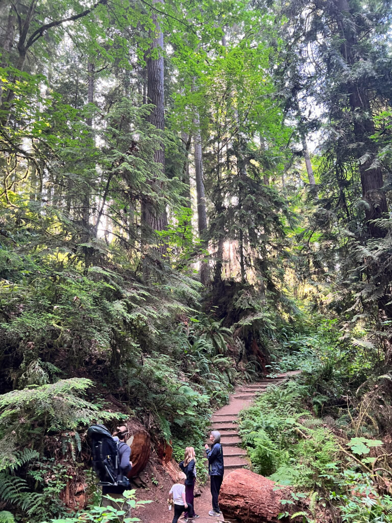 A family wanders through giant ferns in Olympic National Park.