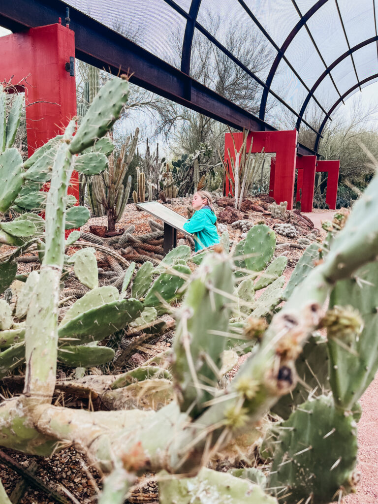 A young girl reads an informational sign surrounded by cacti in the foreground of the photo at the Desert Botanical Garden, one of the best Scottsdale activities for kids.