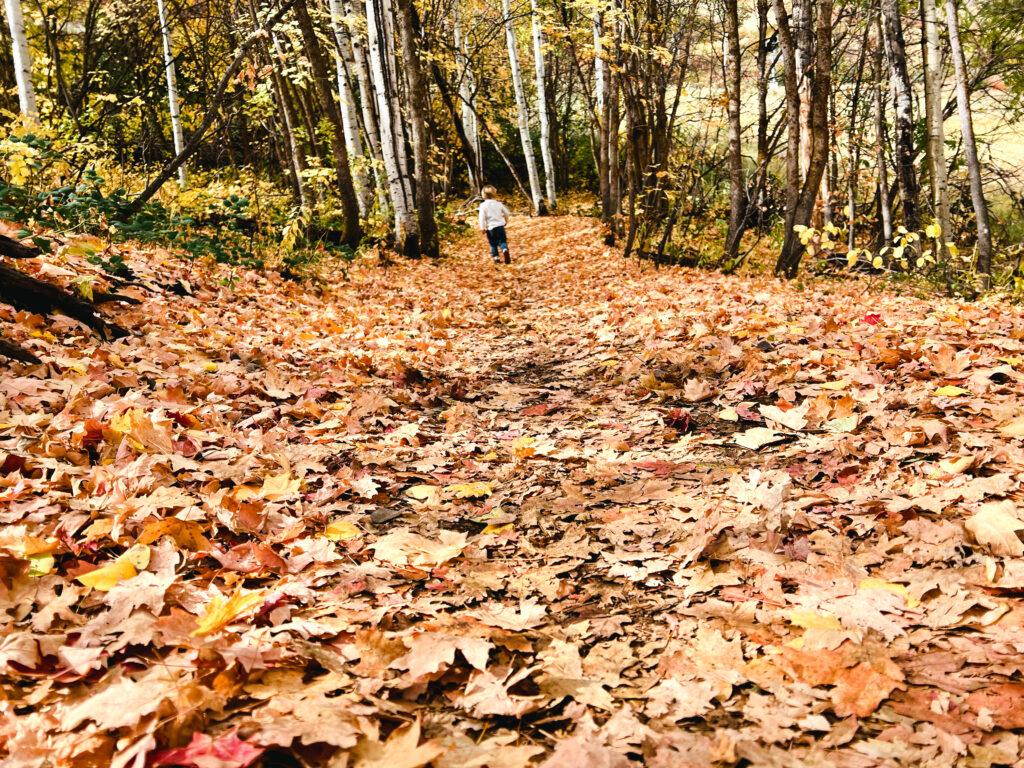 Fall foliage in Park City in October. A boy hikes through larch trees and fallen leaves.